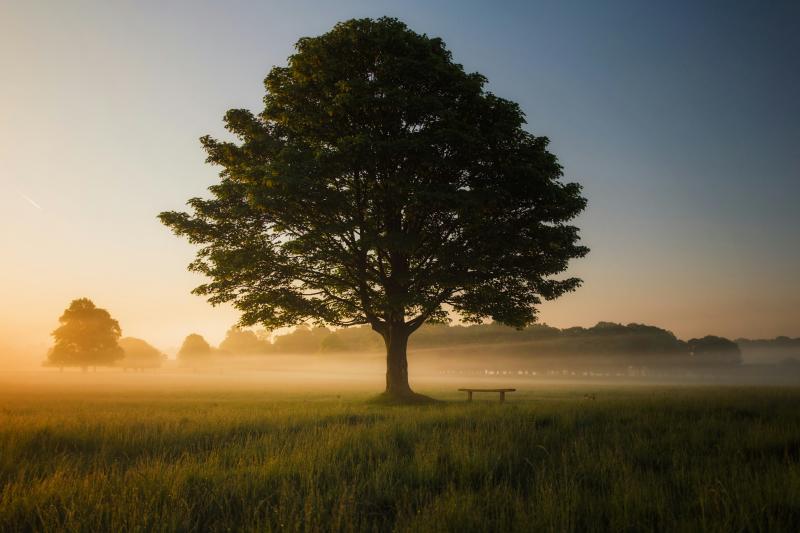 Featured image of post Three trees